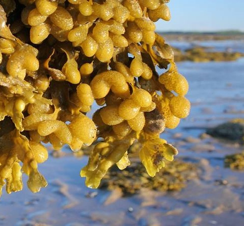 Фукус – царь-водоросль